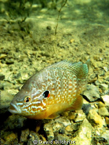 Pumpkinseed Sunfish, Sherkston Quarry by David Gilchrist 